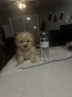 Angel, a female Bichpoo for sale in Baltimore, MD – Photo 5 of 5