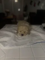 Angel, a female Bichpoo for sale in Baltimore, MD – Photo 1 of 5