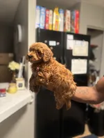 Lucky, a male Poodle - Miniature  for sale in Baltimore, MD – 3 of 4