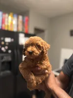 Lucky, a male Poodle - Miniature  for sale in Baltimore, MD – 3 of 4