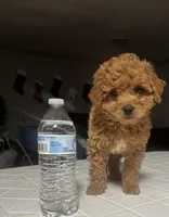 King, a male Poodle - Miniature  for sale in Baltimore, MD – Photo 3 of 5