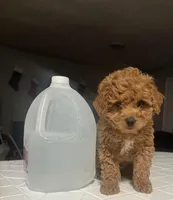 King, a male Poodle - Miniature  for sale in Baltimore, MD – Photo 1 of 5