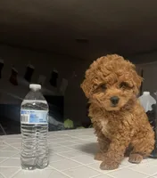 King, a male Poodle - Miniature  for sale in Baltimore, MD – Photo 4 of 5