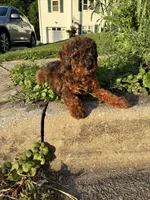 Poppy, a male Poodle - Miniature  for sale in Baltimore, MD – 4 of 4