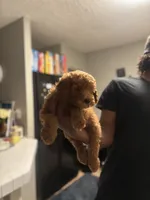 King, a male Poodle - Miniature  for sale in Baltimore, MD – 2 of 4