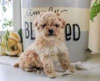 Princess, a female Poodle - Miniature  for sale in Baltimore, MD – Photo 2 of 2