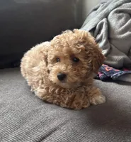 King, a female Poodle - Miniature  for sale in Baltimore, MD – Photo 1 of 2