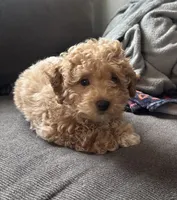 King, a female Poodle - Miniature  for sale in Baltimore, MD – Photo 2 of 2