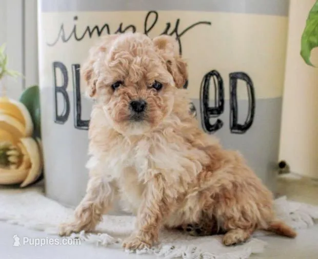 Princess, a female Poodle - Miniature  for sale in Baltimore, MD – Photo 1 of 2