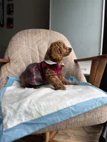 Princess, a female Poodle - Miniature  for sale in Baltimore, MD – Photo 6 of 7