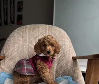 Princess, a female Poodle - Miniature  for sale in Baltimore, MD – Photo 2 of 7