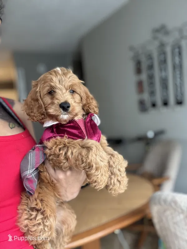 Princess – Poodle - Miniature  puppy for sale in Baltimore, MD