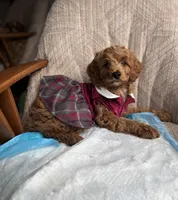 Princess, a female Poodle - Miniature  for sale in Baltimore, MD – Photo 3 of 7