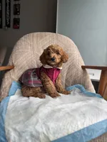 Princess, a female Poodle - Miniature  for sale in Baltimore, MD – Photo 7 of 7