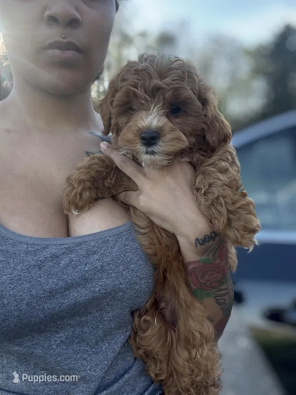 King  – Poodle - Miniature  puppy for sale in Baltimore, MD