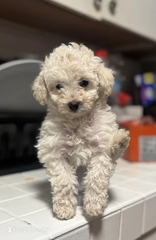 Tiny  – Poodle - Toy  puppy for sale in Baltimore, MD