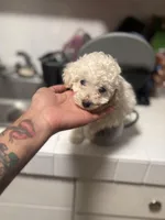 Tiny , a female Poodle - Toy  for sale in Baltimore, MD – Photo 4 of 4