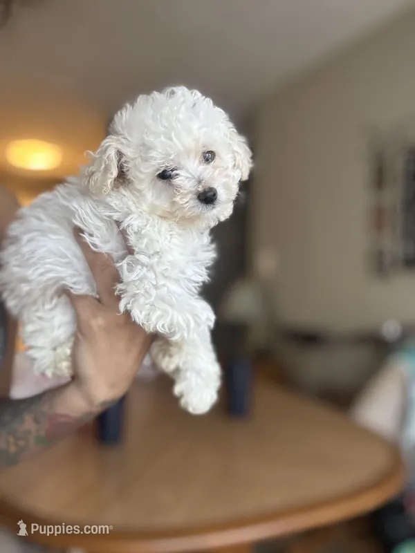 Tiny  – Poodle - Toy  puppy for sale in Baltimore, MD