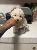 Tiny , a female Poodle - Toy  for sale in Baltimore, MD – Photo 3 of 4