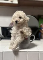 Tiny , a female Poodle - Toy  for sale in Baltimore, MD – Photo 2 of 4