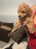 King, a male Poodle - Miniature  for sale in Baltimore, MD – 2 of 3