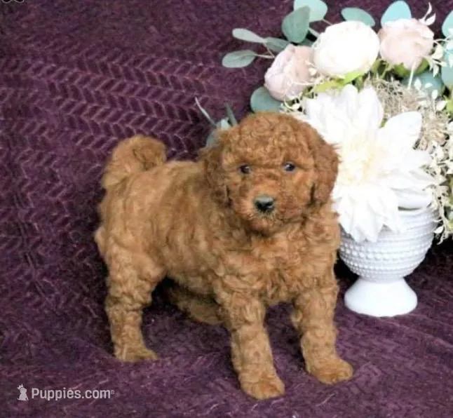 Queenie – Poodle - Miniature  puppy for sale in Baltimore, MD
