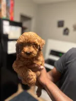 Lucky , a male Poodle - Miniature  for sale in Baltimore, MD – 2 of 3