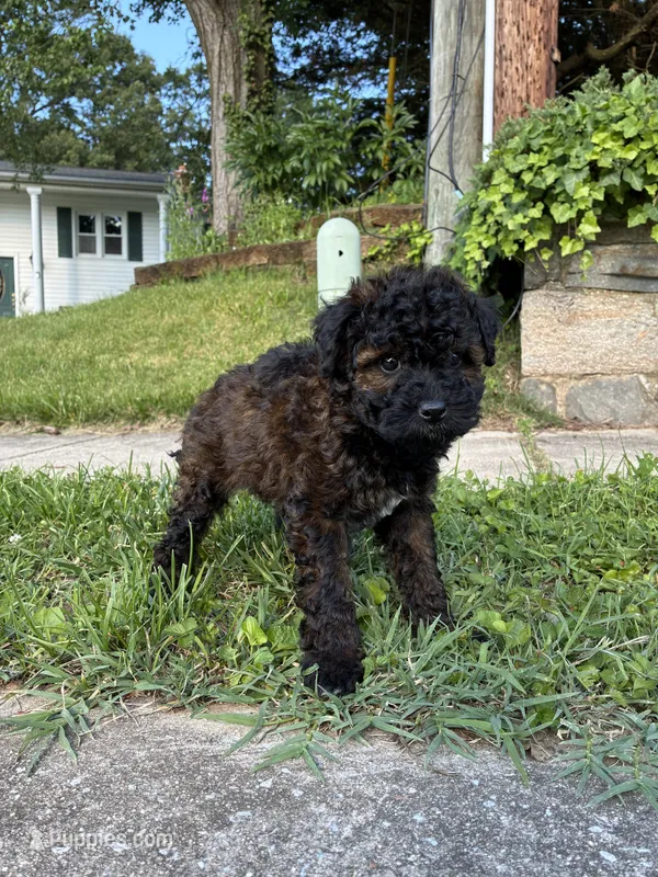 Poppy – Poodle - Miniature  puppy for sale in Baltimore, MD