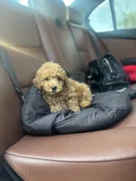 Lilly, a female Poodle - Miniature  for sale in Baltimore, MD – Photo 1 of 2