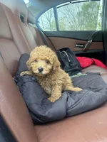 Lilly, a female Poodle - Miniature  for sale in Baltimore, MD – Photo 2 of 2