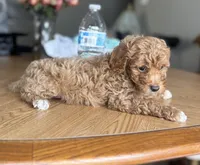 Prince, a male Poodle - Miniature  for sale in Baltimore, MD – Photo 3 of 3