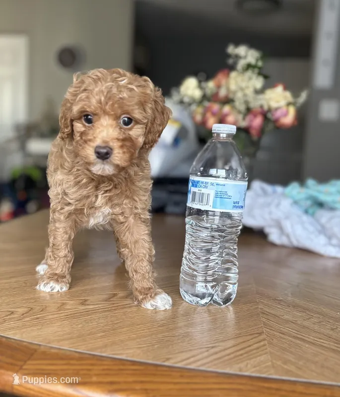Prince – Poodle - Miniature  puppy for sale in Baltimore, MD