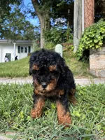Prince , a male Poodle - Miniature  for sale in Baltimore, MD – 3 of 5