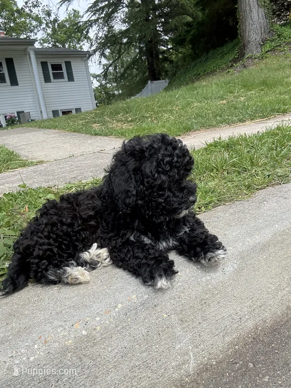 Lucky – Poodle - Miniature  puppy for sale in Baltimore, MD