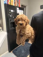 Prince , a male Poodle - Miniature  for sale in Baltimore, MD – 3 of 3