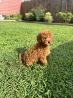 King , a male Poodle - Miniature  for sale in Baltimore, MD – 3 of 4