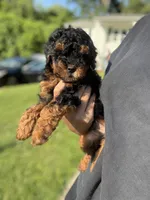 Prince , a male Poodle - Miniature  for sale in Baltimore, MD – 1 of 5
