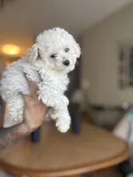 Princess, a female Poodle - Toy  for sale in Baltimore, MD – Photo 1 of 2