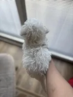 Princess, a female Poodle - Toy  for sale in Baltimore, MD – Photo 2 of 2