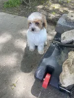Angel, a female Poodle - Miniature  for sale in Baltimore, MD – Photo 3 of 5