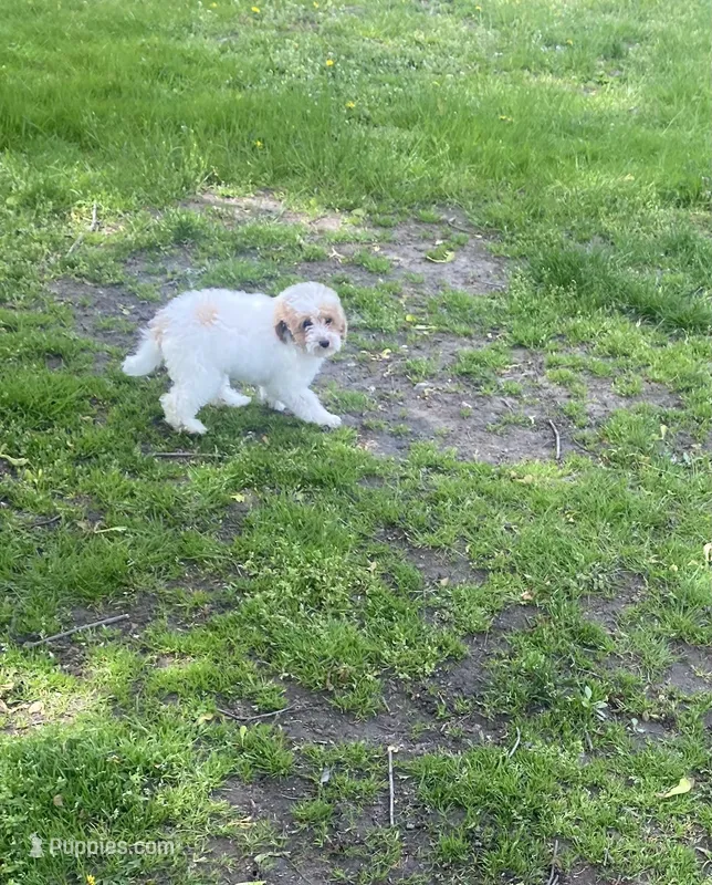 Angel – Poodle - Miniature  puppy for sale in Baltimore, MD