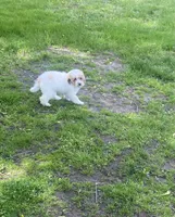 Angel, a female Poodle - Miniature  for sale in Baltimore, MD – Photo 1 of 5