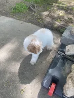 Angel, a female Poodle - Miniature  for sale in Baltimore, MD – Photo 4 of 5