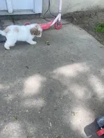 Angel, a female Poodle - Miniature  for sale in Baltimore, MD – Photo 5 of 5