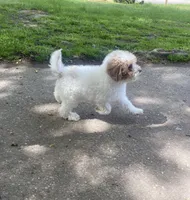 Angel, a female Poodle - Miniature  for sale in Baltimore, MD – Photo 2 of 5