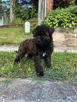 Poppy, a male Poodle - Miniature  for sale in Baltimore, MD – 3 of 4