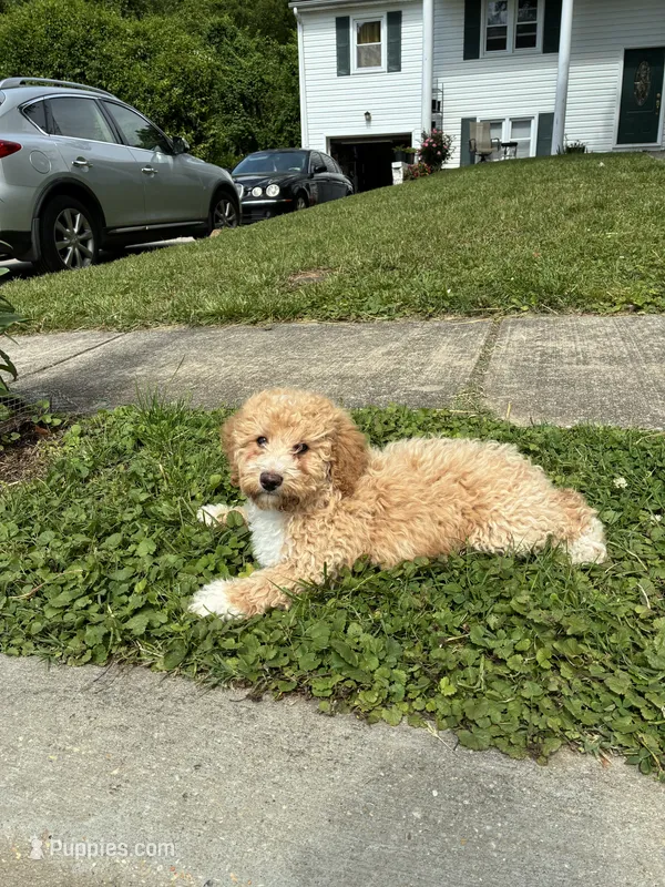 Seven  – Poodle - Miniature  puppy for sale in Baltimore, MD