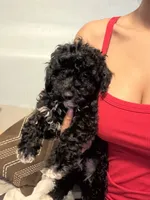 Princess, a female Poodle - Miniature  for sale in Baltimore, MD – 2 of 2