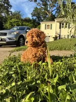 Lance, a male Poodle - Miniature  for sale in Baltimore, MD – 1 of 4