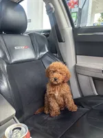 King , a male Poodle - Miniature  for sale in Baltimore, MD – 2 of 4
